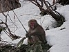 Thumbnail of 31_Monkey.JPG