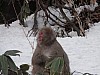 Thumbnail of 32_Monkey.JPG