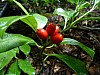 Thumbnail of 16_Berries.JPG