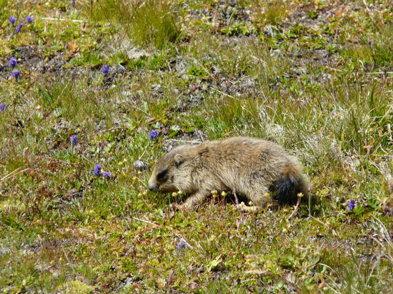 29_Marmotte.JPG