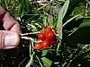 Thumbnail of 03_Berries.JPG