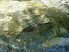 Thumbnail of P1110355.JPG