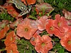 Thumbnail of DSC07818.JPG