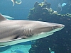 Thumbnail of DSC00378.JPG